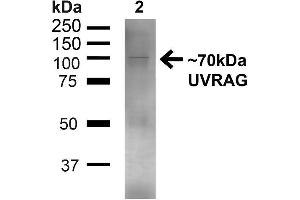 Western blot analysis of Human 293T showing detection of ~70kDa UVRAG protein using Rabbit Anti-UVRAG Polyclonal Antibody . (UVRAG antibody  (C-Term) (FITC))
