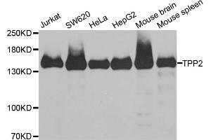 Western blot analysis of extracts of various cell lines, using TPP2 antibody (ABIN5973821) at 1/1000 dilution. (Tpp2 antibody)