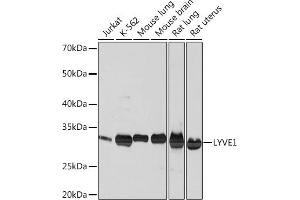 Western blot analysis of extracts of various cell lines, using LYVE1 Rabbit mAb (ABIN1682995, ABIN3018843, ABIN3018844 and ABIN7101671) at 1:1000 dilution. (LYVE1 antibody)