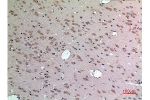 Immunohistochemistry (IHC) analysis of paraffin-embedded Rat Brain, antibody was diluted at 1:100. (Apelin antibody  (C-Term))