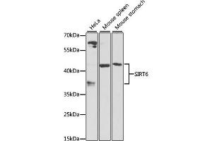 Western blot analysis of extracts of various cell lines, using SIRT6 antibody (ABIN6134064, ABIN6147800, ABIN6147801 and ABIN6223284) at 1:1000 dilution. (SIRT6 antibody  (C-Term))