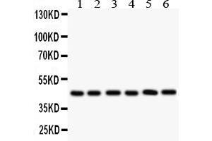 Anti- CD25/IL-2sR Alpha antibody, Western blottingAll lanes: Anti CD25/IL-2sR Alpha  at 0.