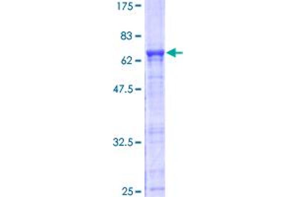 IMPACT Protein (AA 1-320) (GST tag)