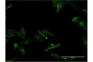 Immunofluorescence of monoclonal antibody to GPC5 on HeLa cell. (GPC5 antibody  (AA 1-572))