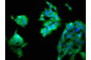 Immunofluorescence staining of 293 cells with ABIN7161486 at 1:200, counter-stained with DAPI. (ASAH2 antibody  (AA 255-506))