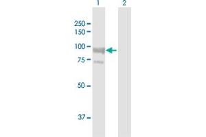 Western Blot analysis of VPS39 expression in transfected 293T cell line by VPS39 MaxPab polyclonal antibody. (VPS39 antibody  (AA 1-875))