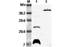 Western blot analysis using anti-RELM-β (mouse), pAb  at 1:5'000 dilution. (RETNLB antibody)