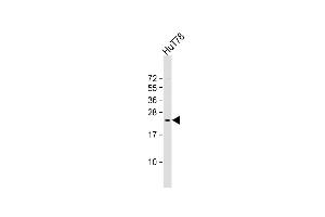Anti-BATF3 Antibody (Center) at 1:2000 dilution + HuT78 whole cell lysate Lysates/proteins at 20 μg per lane. (BATF3 antibody  (AA 58-89))