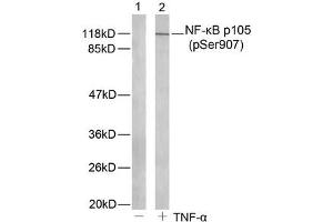 Western blot analysis of extract from HeLa cells untreated or treated with TNF-α using NF-kappa,B p105(phospho-Ser907) antibody. (NFKB1 antibody  (pSer907))