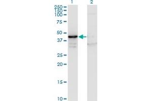 Western Blot analysis of MAPK13 expression in transfected 293T cell line by MAPK13 monoclonal antibody (M13), clone 3H7.