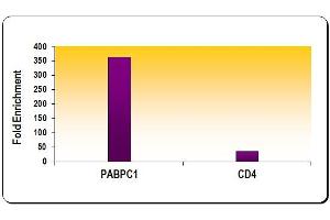 ChIP of Histone H3 acetyl Lys9 mAb. (Histone 3 antibody  (acLys9))