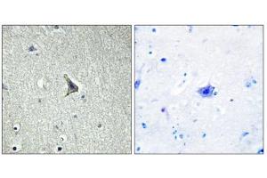 Immunohistochemistry analysis of paraffin-embedded human brain tissue using GPR137C antibody. (GPR137C antibody  (Internal Region))