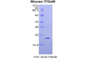 SDS-PAGE analysis of Mouse Integrin alpha M (ITGAM) Protein.