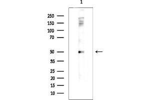 anti-Sorting Nexin 33 (SNX33) antibody