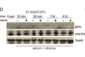 Western Blotting (WB) image for anti-Glyceraldehyde-3-Phosphate Dehydrogenase (GAPDH) antibody (ABIN2857072)