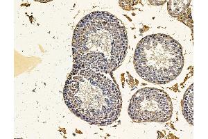 ABIN7095953 and ABIN7100015 at 1/100 staining mouse testis tissue by IHC-P.