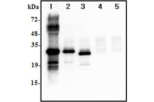 Immunoprecipitation (IP) image for anti-Interleukin 37 (IL37) antibody (ABIN1169178)