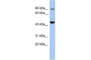 WB Suggested Anti-KCNH2 Antibody Titration:  0. (KCNH2 antibody  (Middle Region))