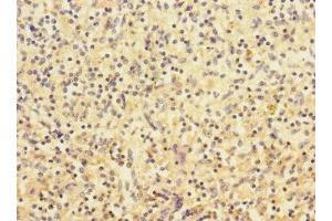 Immunohistochemistry (IHC) image for anti-Cholinergic Receptor, Nicotinic, alpha 2 (Neuronal) (CHRNA2) (AA 27-264) antibody (ABIN7161344)