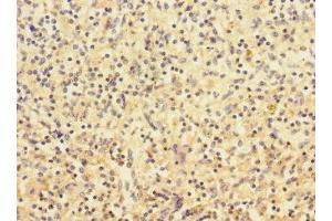 Immunohistochemistry of paraffin-embedded human spleen tissue using ABIN7161344 at dilution of 1:100 (CHRNA2 antibody  (AA 27-264))