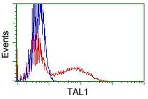 Image no. 2 for anti-T-Cell Acute Lymphocytic Leukemia 1 (TAL1) antibody (ABIN1501287) (TAL1 antibody)