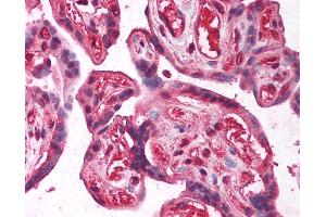 Anti-E2F2 antibody IHC of human placenta. (E2F2 antibody  (AA 191-240))