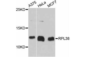 Western blot analysis of extracts of various cell lines, using RPL38 antibody (ABIN6293908) at 1:3000 dilution. (RPL38 antibody)