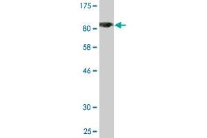 Western Blot detection against Immunogen (80. (TRAF2 antibody  (AA 1-501))