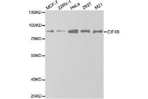 Western blot analysis of extracts of various cell lines, using EIF4B antibody. (EIF4B antibody)