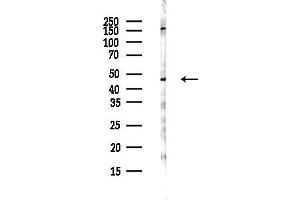 anti-F-Box and Leucine-Rich Repeat Protein 2 (FBXL2) antibody