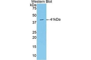 Detection of Recombinant VGF, Human using Polyclonal Antibody to VGF Nerve Growth Factor Inducible (VGF) (VGF antibody  (AA 330-449))