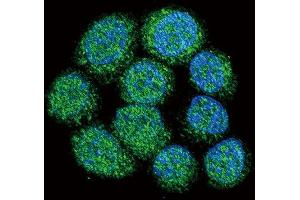 Confocal immunofluorescent analysis of BTK Antibody (Center) (ABIN392089 and ABIN2841846) with 293 cell followed by Alexa Fluor 488-conjugated goat anti-rabbit lgG (green). (BTK antibody  (AA 209-239))