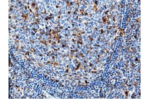 Image no. 7 for anti-5'-Nucleotidase Domain Containing 1 (NT5DC1) antibody (ABIN1499837) (NT5DC1 antibody)
