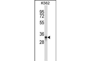 PTF1A Antibody (C-term) (ABIN657797 and ABIN2846770) western blot analysis in K562 cell line lysates (35 μg/lane). (PTF1A antibody  (C-Term))