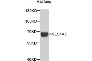 Western blot analysis of extracts of rat lung, using SLC1A5 antibody (ABIN6290957) at 1:1000 dilution. (SLC1A5 antibody)