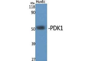Western Blot (WB) analysis of specific cells using PDK1 Polyclonal Antibody.