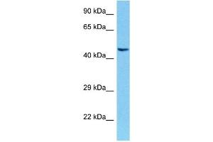 Host:  Mouse  Target Name:  POU4F1  Sample Tissue:  Mouse Brain  Antibody Dilution:  1ug/ml (POU4F3 antibody  (Middle Region))