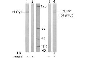 Image no. 1 for anti-phospholipase C, gamma 1 (PLCG1) (Tyr783) antibody (ABIN197319) (Phospholipase C gamma 1 antibody  (Tyr783))