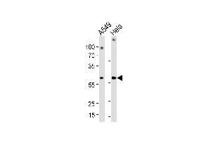 Western blot analysis in A549,Hela cell line lysates (35ug/lane). (FAM50A antibody  (C-Term))