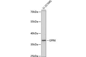 Western blot analysis of extracts of U-251MG cells, using GPR6 antibody (ABIN7267309) at 1:1000 dilution. (GPR6 antibody  (AA 253-362))
