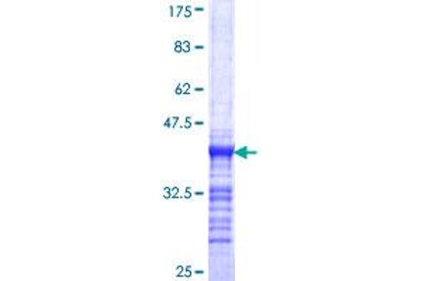 PIK3C2G Protein (AA 2-100) (GST tag)