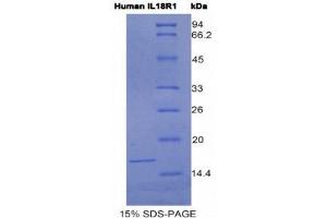 SDS-PAGE (SDS) image for Interleukin 18 Receptor 1 (IL18R1) (AA 147-255) protein (His tag) (ABIN1525475)
