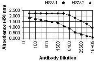 ELISA image for anti-Herpes Simplex Virus, Glycoprotein D (HSV gD) antibody (ABIN265572) (HSV gD antibody)