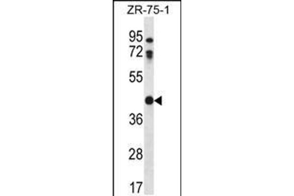 CTSO antibody  (N-Term)