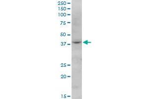 FBXO28 MaxPab polyclonal antibody. (FBXO28 antibody  (AA 1-368))