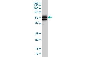GATA2 monoclonal antibody (M03), clone 2F12 Western Blot analysis of GATA2 expression in Hela S3 NE . (GATA2 antibody  (AA 1-102))