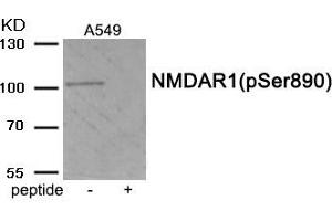 Western blot analysis of extracts from A549 tissue using Phospho-NMDAR1 (Ser890) antibody. (GRIN1/NMDAR1 antibody  (pSer890))