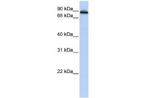 COG2 antibody used at 1 ug/ml to detect target protein.