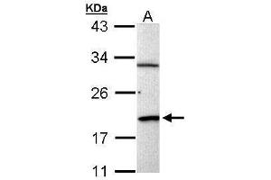 WB Image Sample (30 ug of whole cell lysate) A: Raji 12% SDS PAGE antibody diluted at 1:1000 (BCL2-Like 15 antibody)
