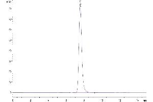 The purity of Human CHODL is greater than 95 % as determined by SEC-HPLC. (CHODL Protein (AA 22-216) (Fc Tag))